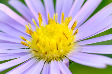 Çiçekler güzel ve ferahlatıcı