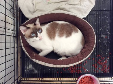 Bir şilte üzerinde uyuyan kedi