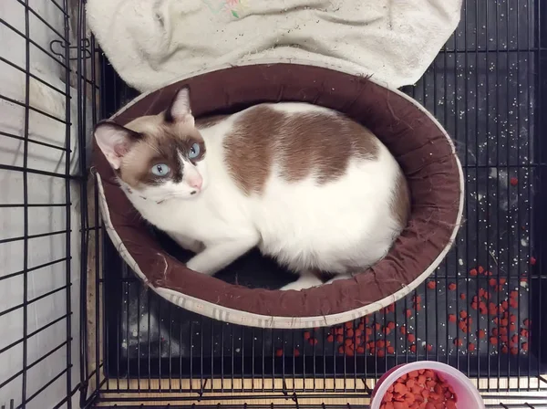 Bir şilte üzerinde uyuyan kedi