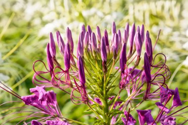 Çiçekler güzel ve ferahlatıcı