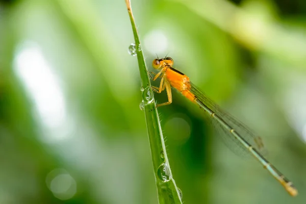 Dragonfly island on top of the grass — Stock Photo, Image