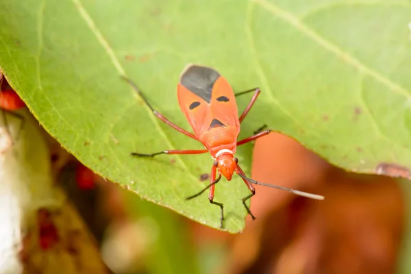 Hemiptera ou Verdadeiros bugs — Fotografia de Stock