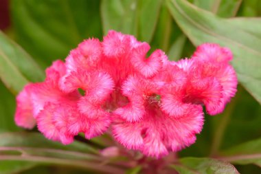 Celosia argentea veya gümüş horoz 's tarak