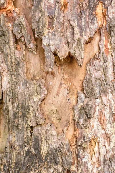 El tronco del árbol —  Fotos de Stock