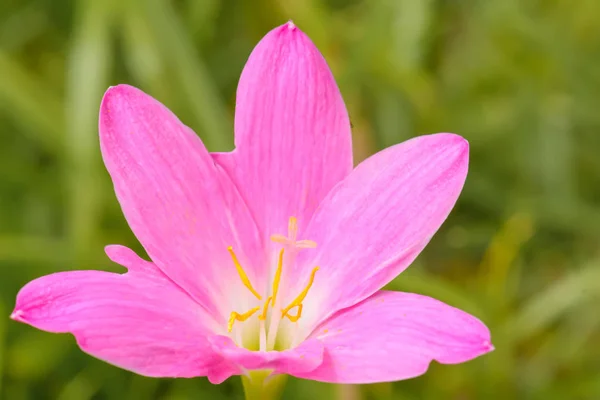 Růžový zephyranthes grandiflora — Stock fotografie