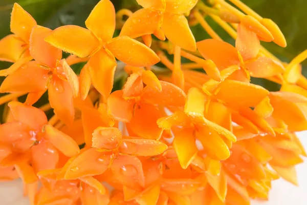 Ixora on a white background — Stock Photo, Image