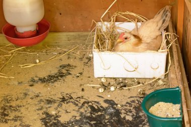 Kuluçkalık yumurta tavukları