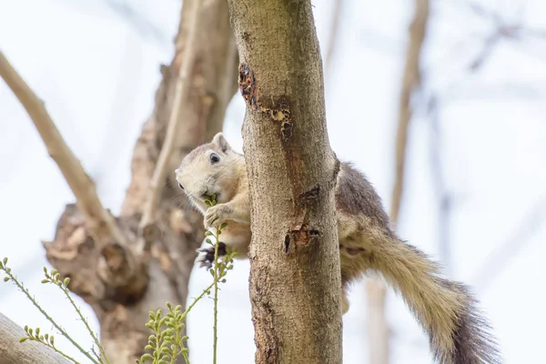 Ardilla comiendo semillas del árbol — Foto de Stock