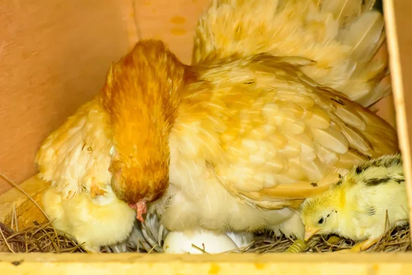 Galinhas ovos para incubação — Fotografia de Stock