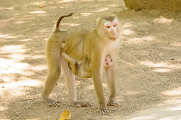 Κρατώντας το μωρό πιθήκου μαϊμού — Φωτογραφία Αρχείου