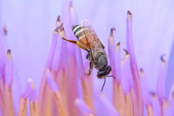 Bees on lotus — Stock Photo, Image