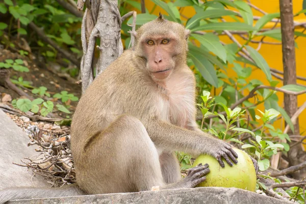 Monkey äta kokos — Stockfoto