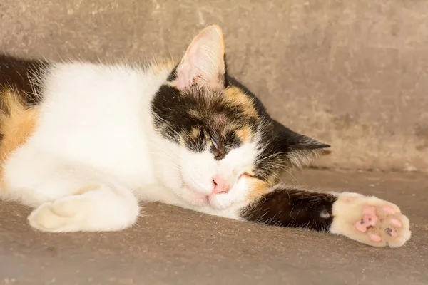 O gato dormindo — Fotografia de Stock