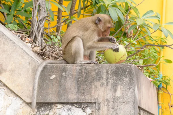 Monkey äta kokos — Stockfoto