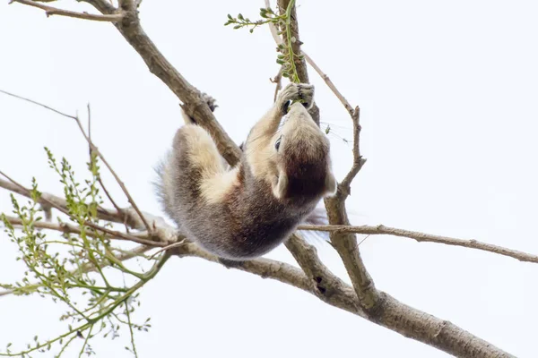 다람쥐는 나무에서 씨앗을 먹는 — 스톡 사진