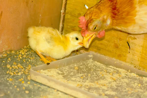 Les poussins jaunes — Photo