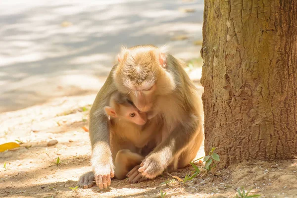 Affe mit dem Affenbaby isst Reissamen — Stockfoto