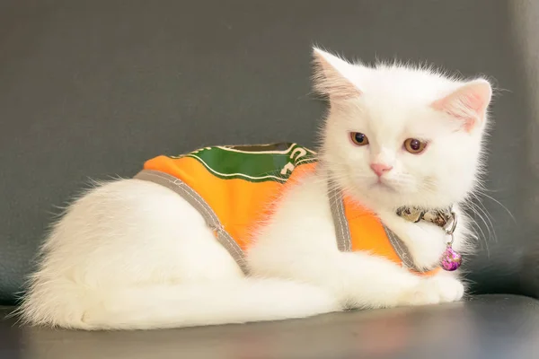 Gato são bonitos — Fotografia de Stock