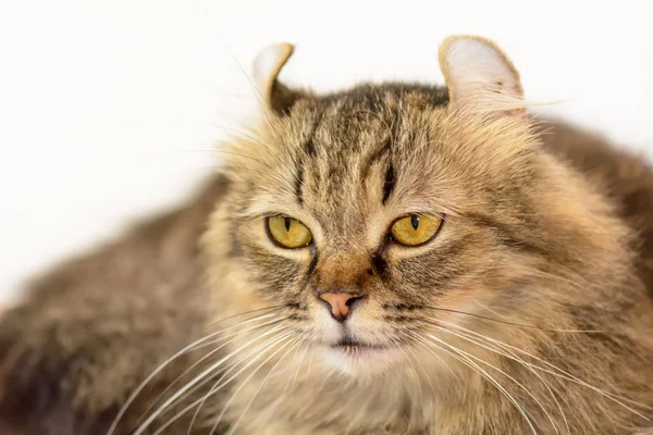 Gato son lindos — Foto de Stock