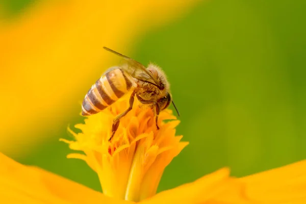 Bees on flower — Stock Photo, Image