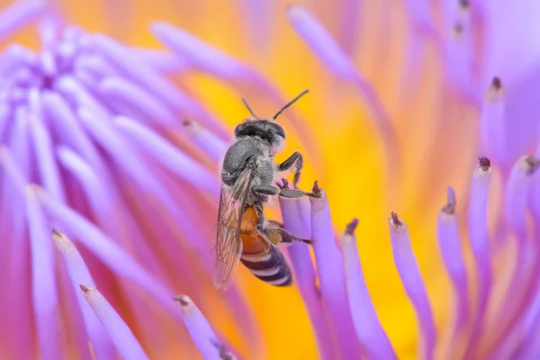 Bees on lotus — Stock Photo, Image