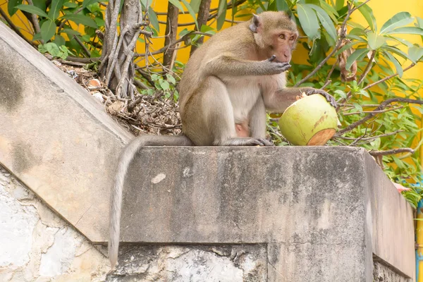 Hindistan cevizi yeme maymun — Stok fotoğraf