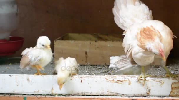 Poules et poussins — Video