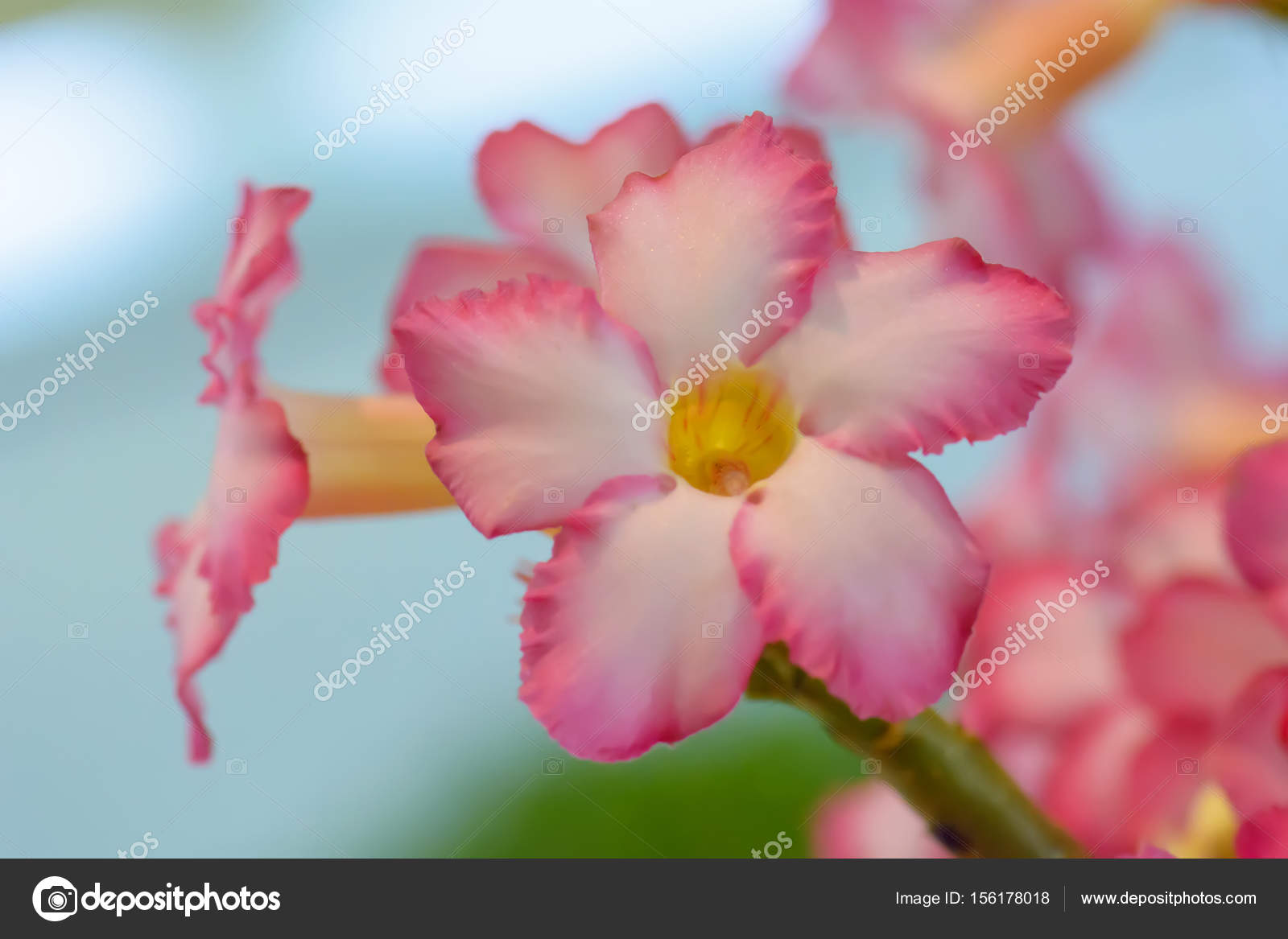 La Rose Du Désert Photographie Dsom 156178018