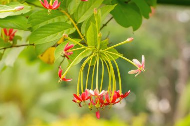 Çiçekler güzel ve ferahlatıcı