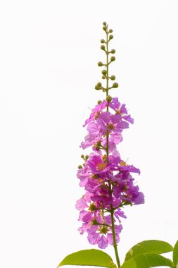 The lagerstroemia indica clipart