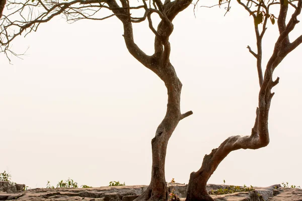Дерево на скалах — стоковое фото