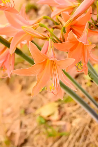 Johnsonii Hippeastrum Θάψτε ή Amaryllidaceae — Φωτογραφία Αρχείου