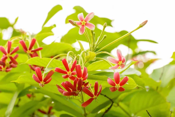 Las flores son hermosas y refrescantes — Foto de Stock