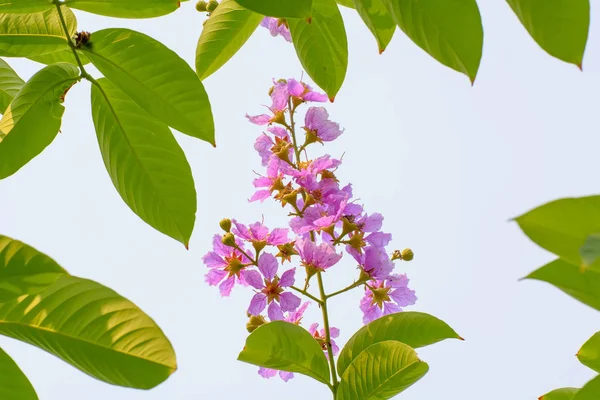 De lagerstroemia indica — Stockfoto