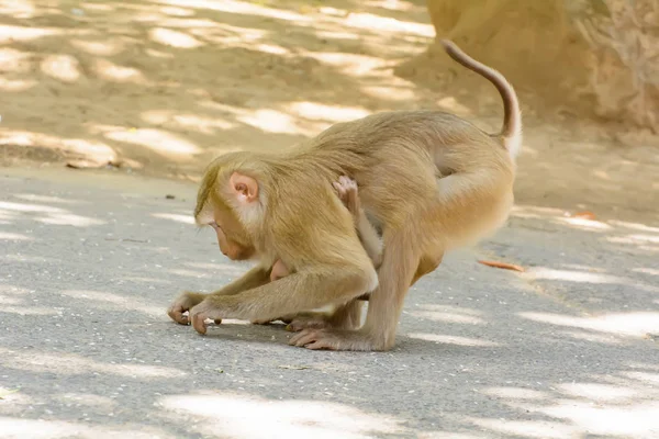 Affe mit dem Affenbaby isst Reissamen — Stockfoto