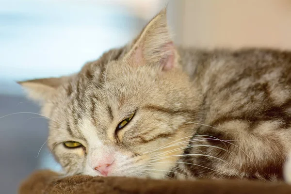 Il gatto è animale domestico — Foto Stock