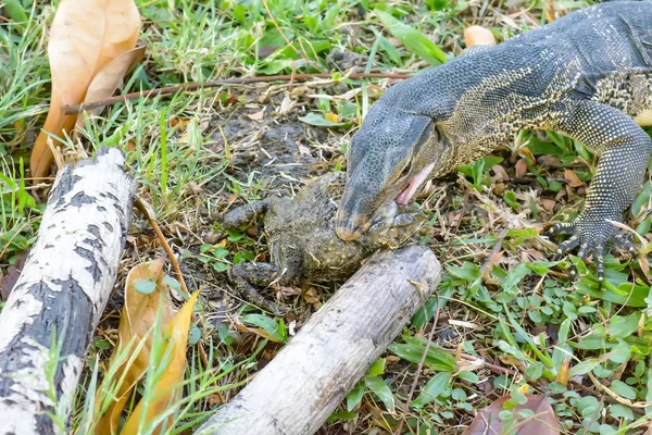 ヴァラヌス ・ ザルヴァトール食べるカエル — ストック写真