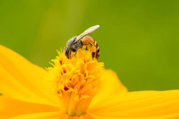 Пчелы на цветке — стоковое фото