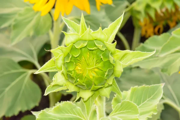 De onrijpe zonnebloem zullen bloom — Stockfoto