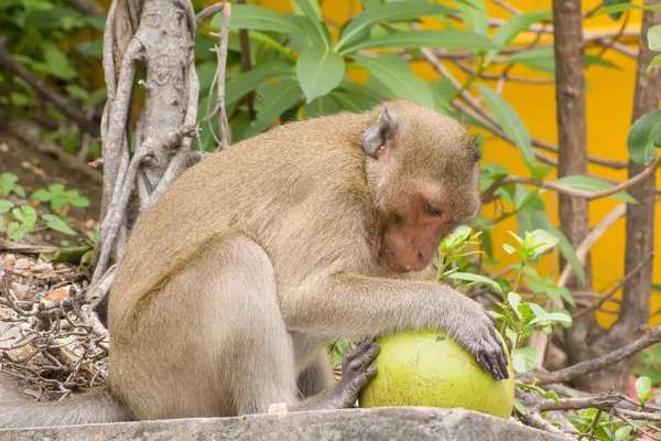 Monkey äta kokos — Stockfoto