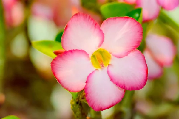 La rosa del desierto — Foto de Stock