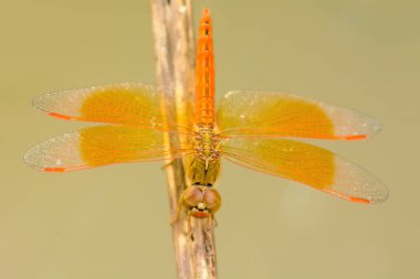 Bir ağaç dalı adada yusufçuk