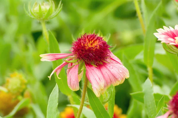 Gaillardia λουλούδια με πολλά χρώματα και φωτεινά χρώματα — Φωτογραφία Αρχείου