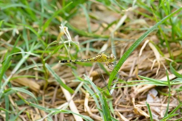 Libelleninsel auf einem Blatt — Stockfoto