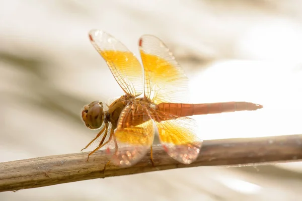 Dragonfly острів на гілці дерева — стокове фото