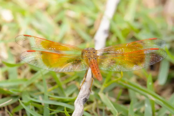 Dragonfly острів на гілці дерева — стокове фото