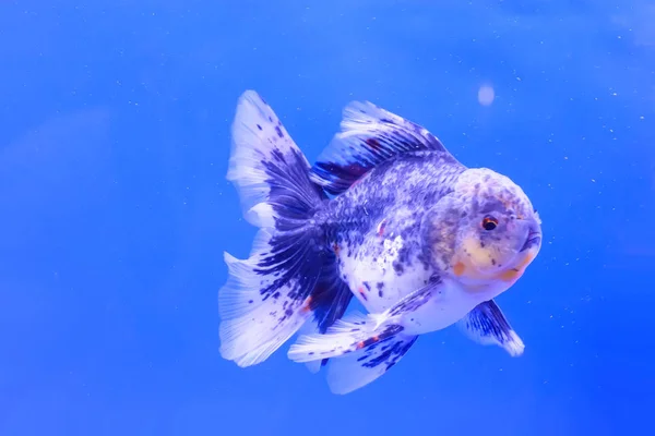 Kultakala kaapissa — kuvapankkivalokuva