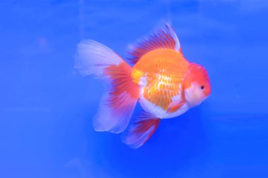 Kabinede Goldfish