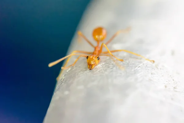 Singola formica rossa — Foto Stock