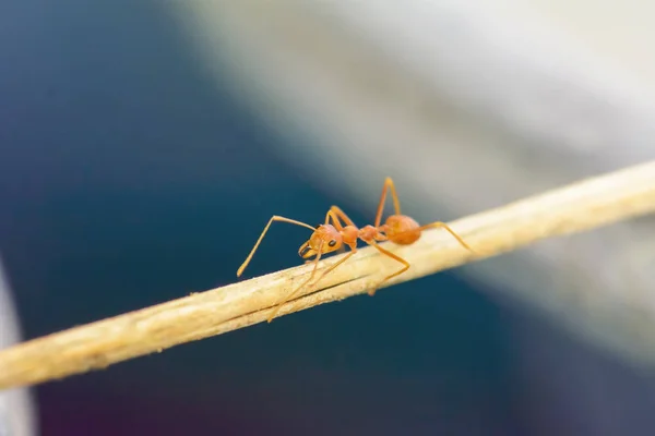 Formiche che camminano su legno — Foto Stock